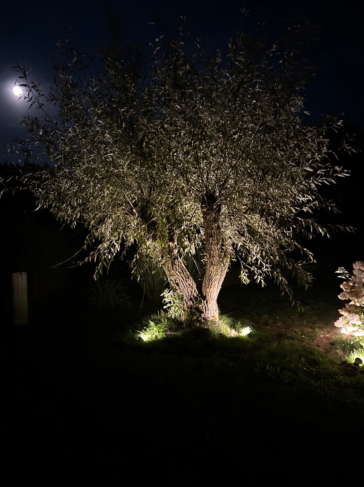 Oświetlony drzewo nocą, z lampami gruntowymi podkreślającymi jego kształt i fakturę kory. W tle widoczny księżyc, dodający scenerii tajemniczości.