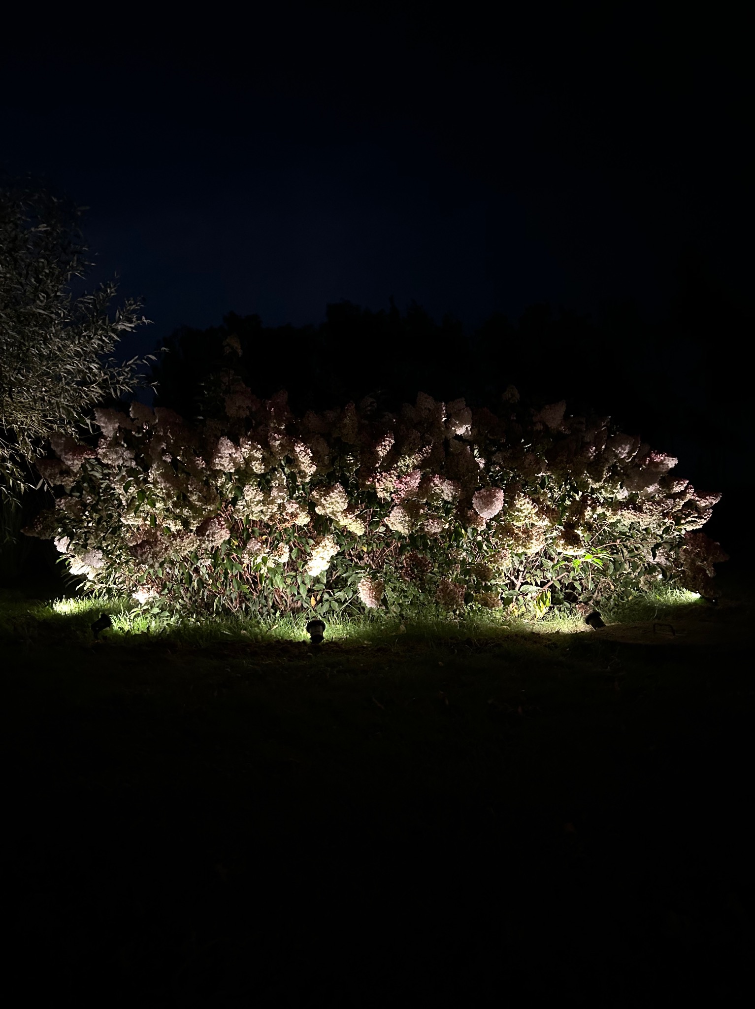 Krzew hortensji oświetlony nocą reflektorami gruntowymi, tworząc efektowną iluminację ogrodową. Widoczne punkty świetlne i delikatne cienie na liściach.