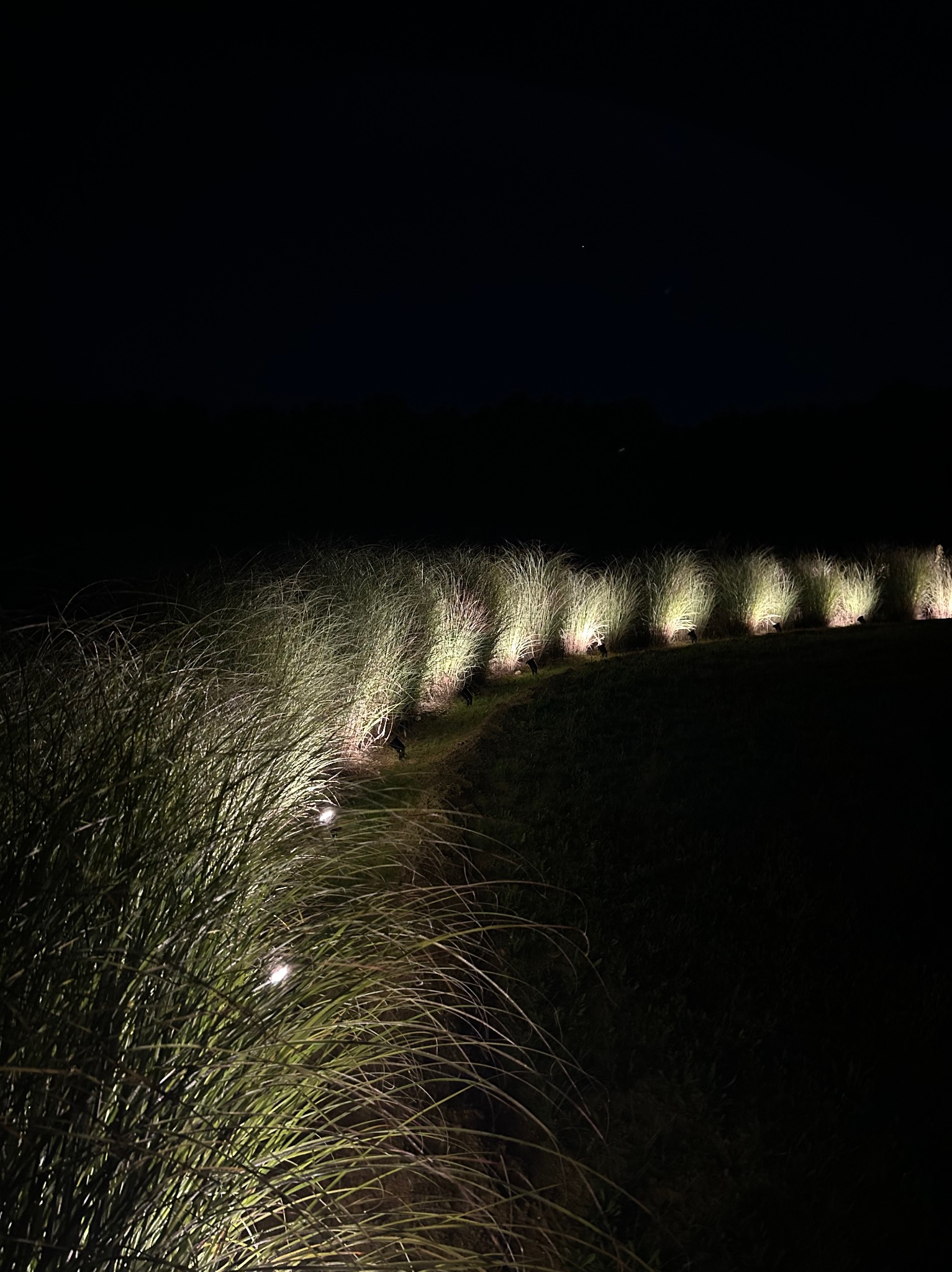 Nocne oświetlenie ogrodu z lampami punktowymi, podświetlającymi trawę ozdobną. Ciemne tło, subtelne światło tworzy nastrojowy efekt. Widoczne lampy wzdłuż ścieżki.