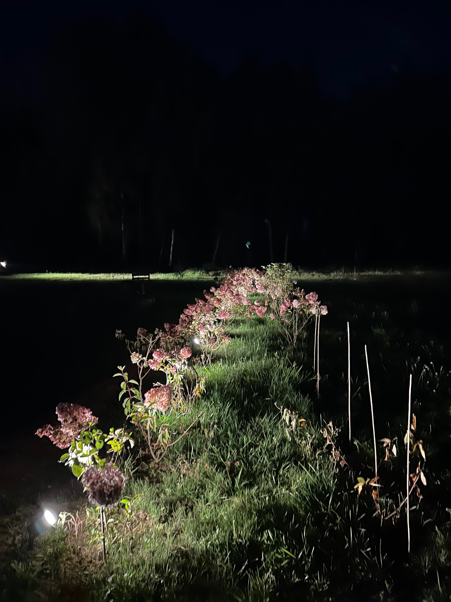 Ogród nocą: rabata z hortensjami oświetlona punktowymi lampami. Widoczne trawy i drzewa w tle, całość w ciemnej tonacji z akcentami światła.