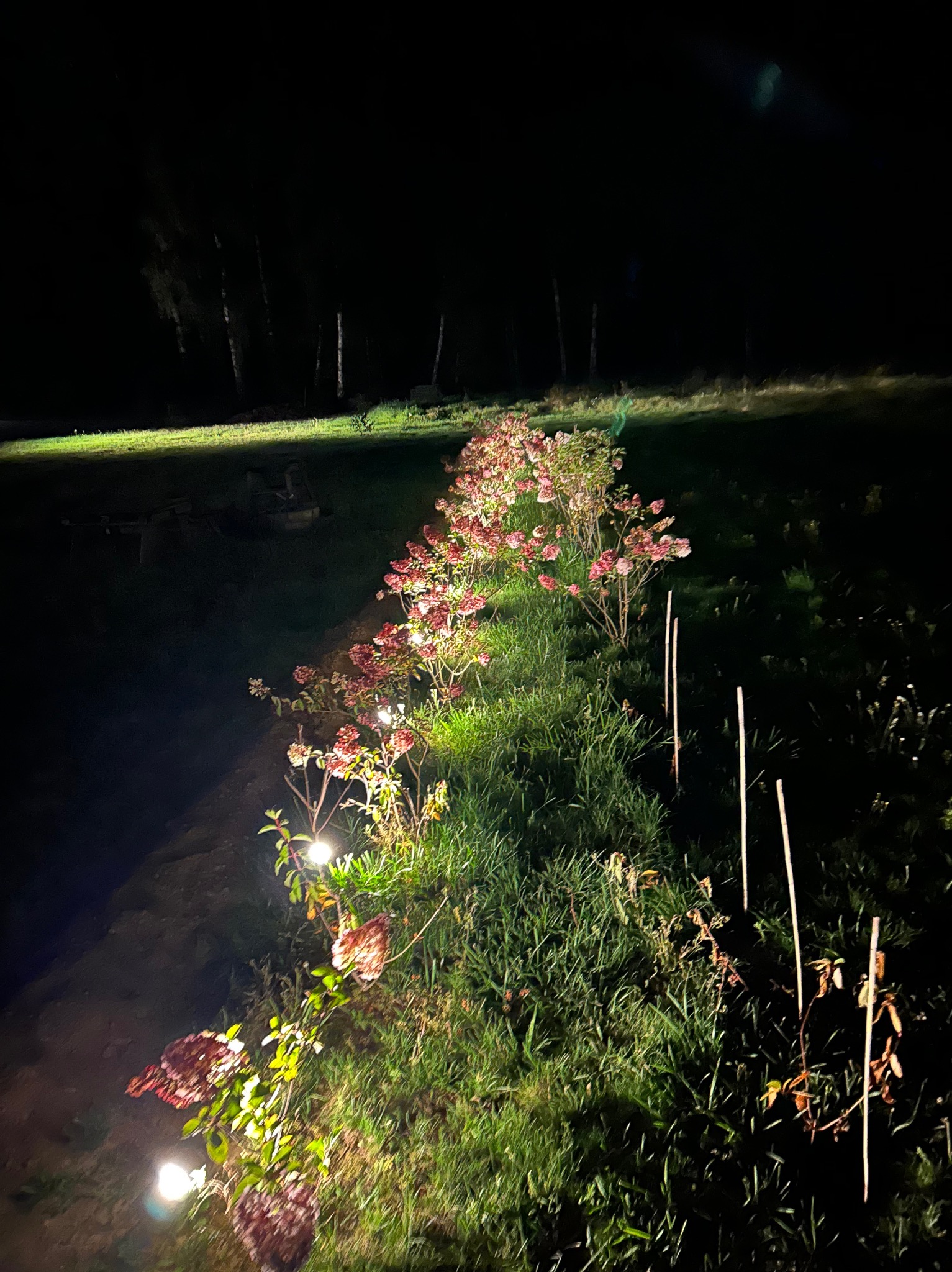 Nocny widok na ogród z oświetleniem punktowym wzdłuż ścieżki kwiatowej. Światła podkreślają roślinność, tworząc nastrojowy krajobraz.