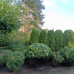 Patryk Mazur - Uporządkowany ogród z równo przyciętymi tujami, krzewami i drzewami liściastymi, widok na wysokie sosny w tle, drabina oparta o drzewo po lewej stronie.