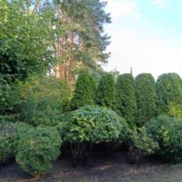 Uporządkowany ogród z równo przyciętymi tujami, krzewami i drzewami liściastymi, widok na wysokie sosny w tle, drabina oparta o drzewo po lewej stronie.