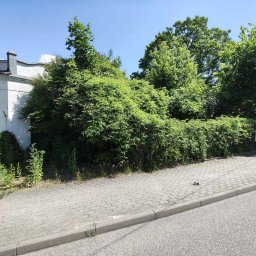 Wycinka drzew Zgierz 4