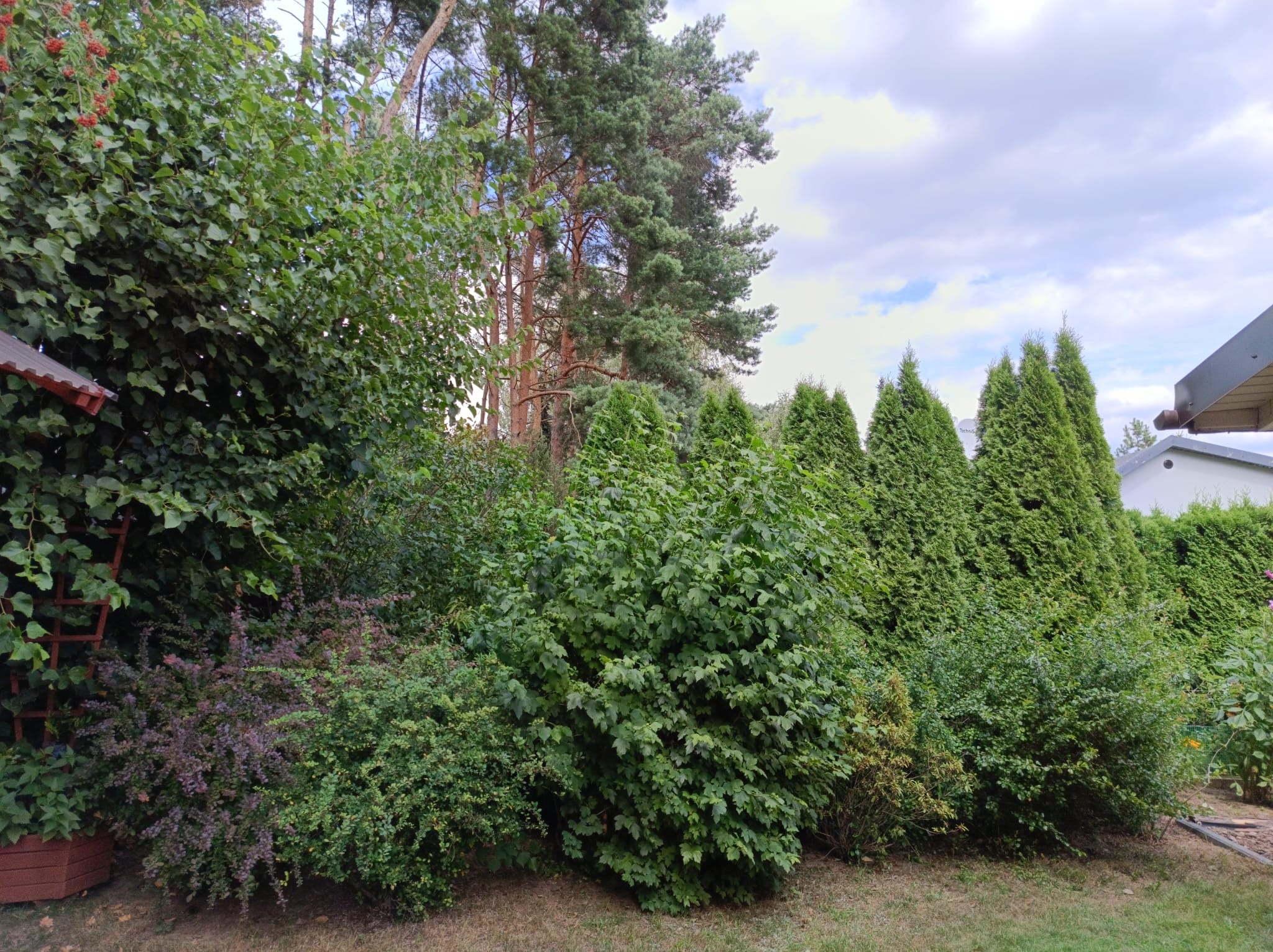 Bujny, zielony ogród z różnorodną roślinnością: wysokie tuje, krzewy liściaste i iglaste, drzewa w tle oraz fragment zabudowań.