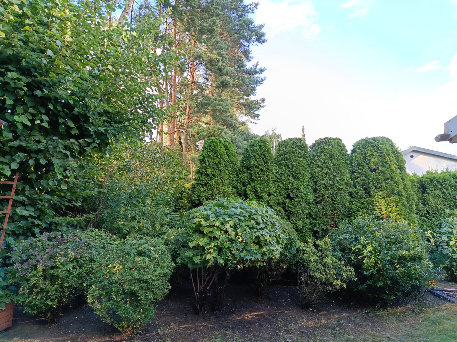 Uporządkowany ogród z równo przyciętymi tujami, krzewami i drzewami liściastymi, widok na wysokie sosny w tle, drabina oparta o drzewo po lewej stronie.