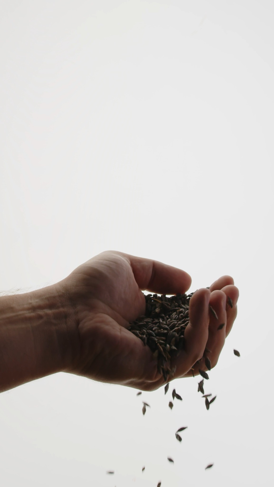 Dłoń mężczyzny trzymająca i rozsypująca brązowe ziarna na jasnym tle, kadr z reklamy Alebrowar Lębork.