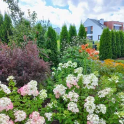 Hortensja bukietowa w ogrodzie przydomowym