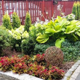 Byliny o kolorowych liściach na rabacie przed domem