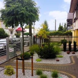 Drzewo z kulistą koroną we frontowej części ogrodu