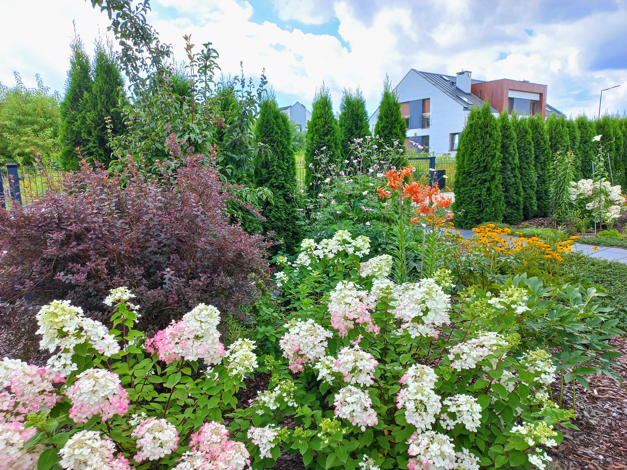 Hortensja bukietowa w ogrodzie przydomowym