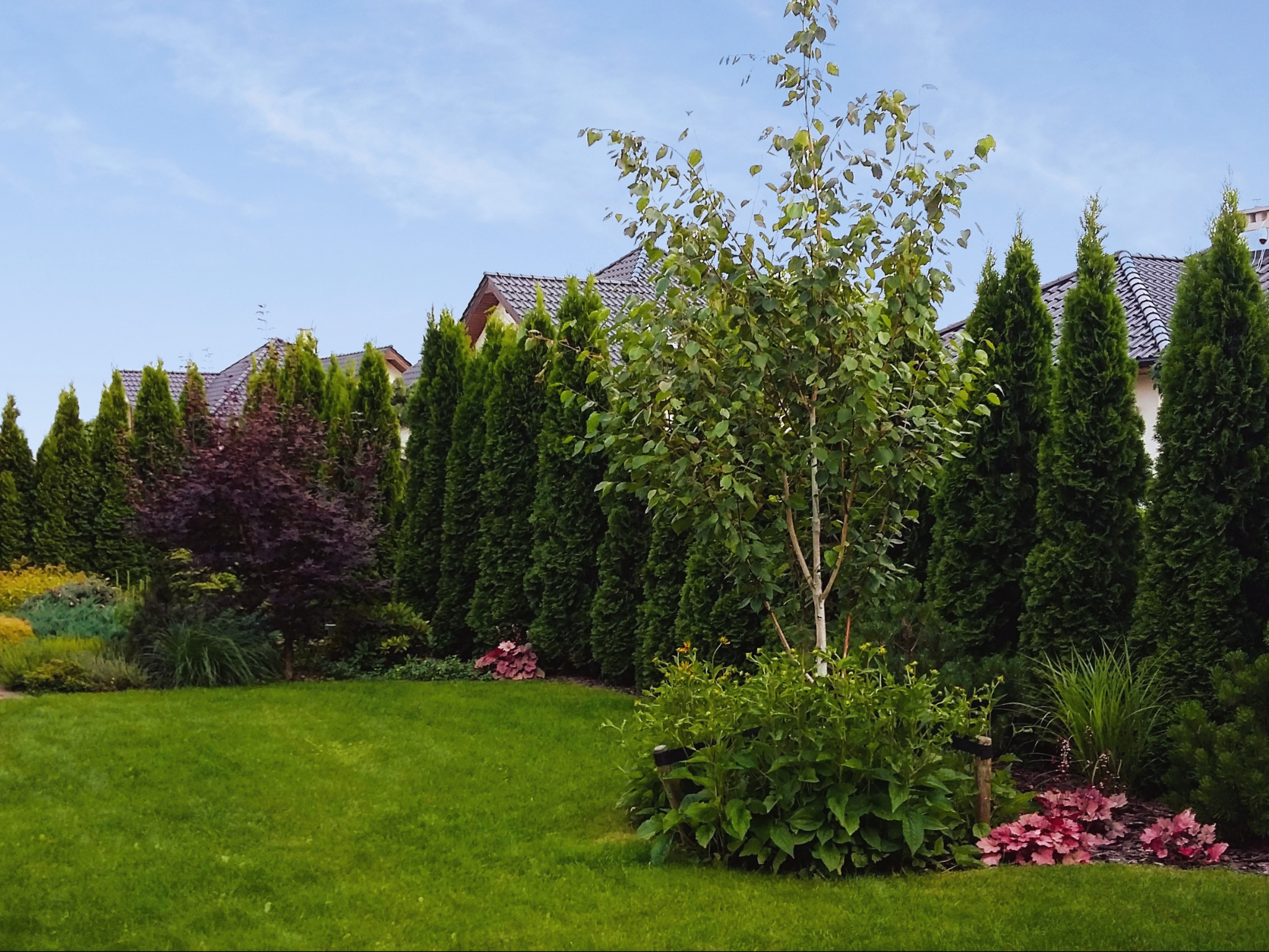 Żywotnik 'Smaragd' tworzący żywopłot w ogrodzie