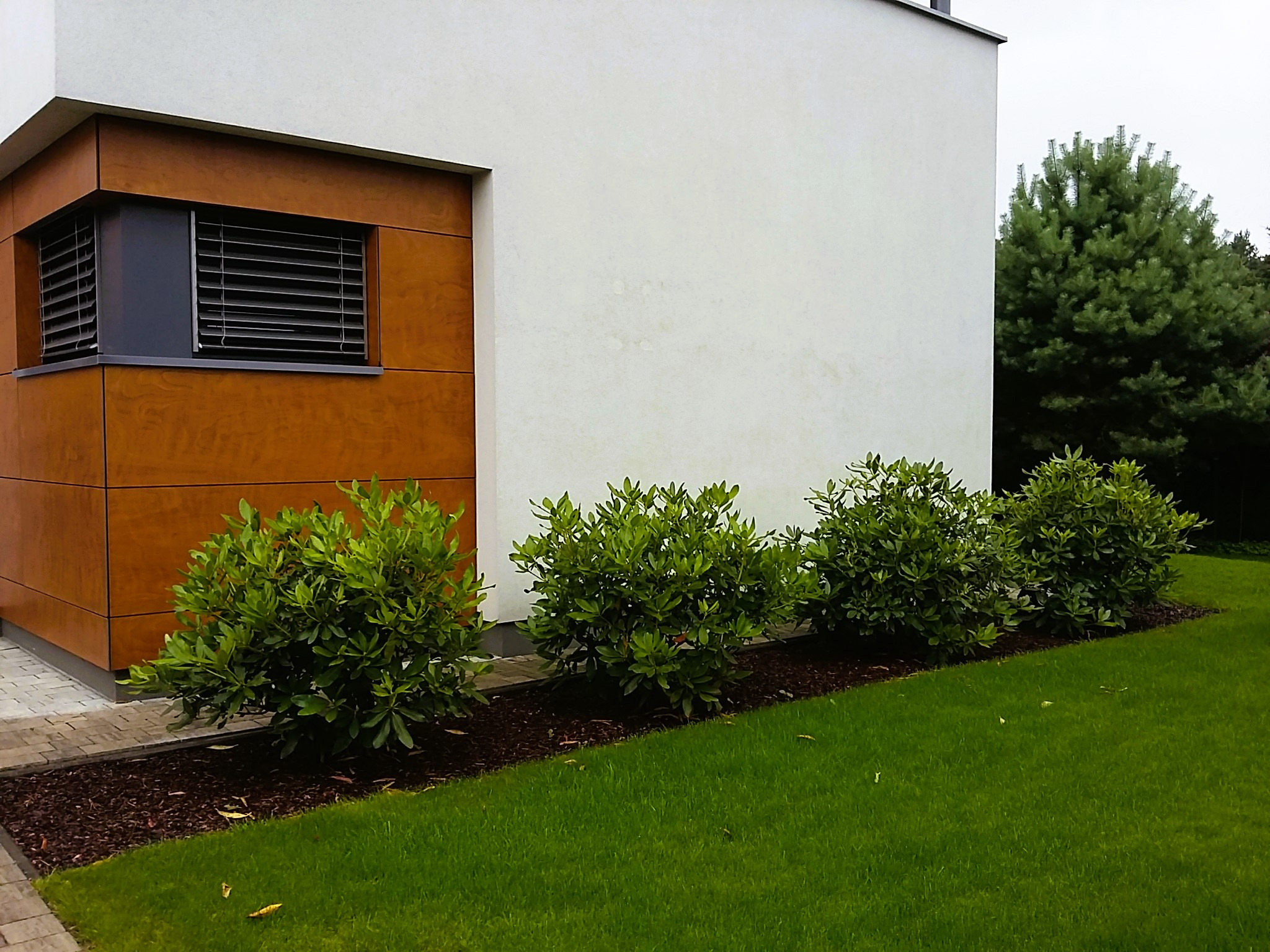 Regularne nasadzenia różaneczników przed domem