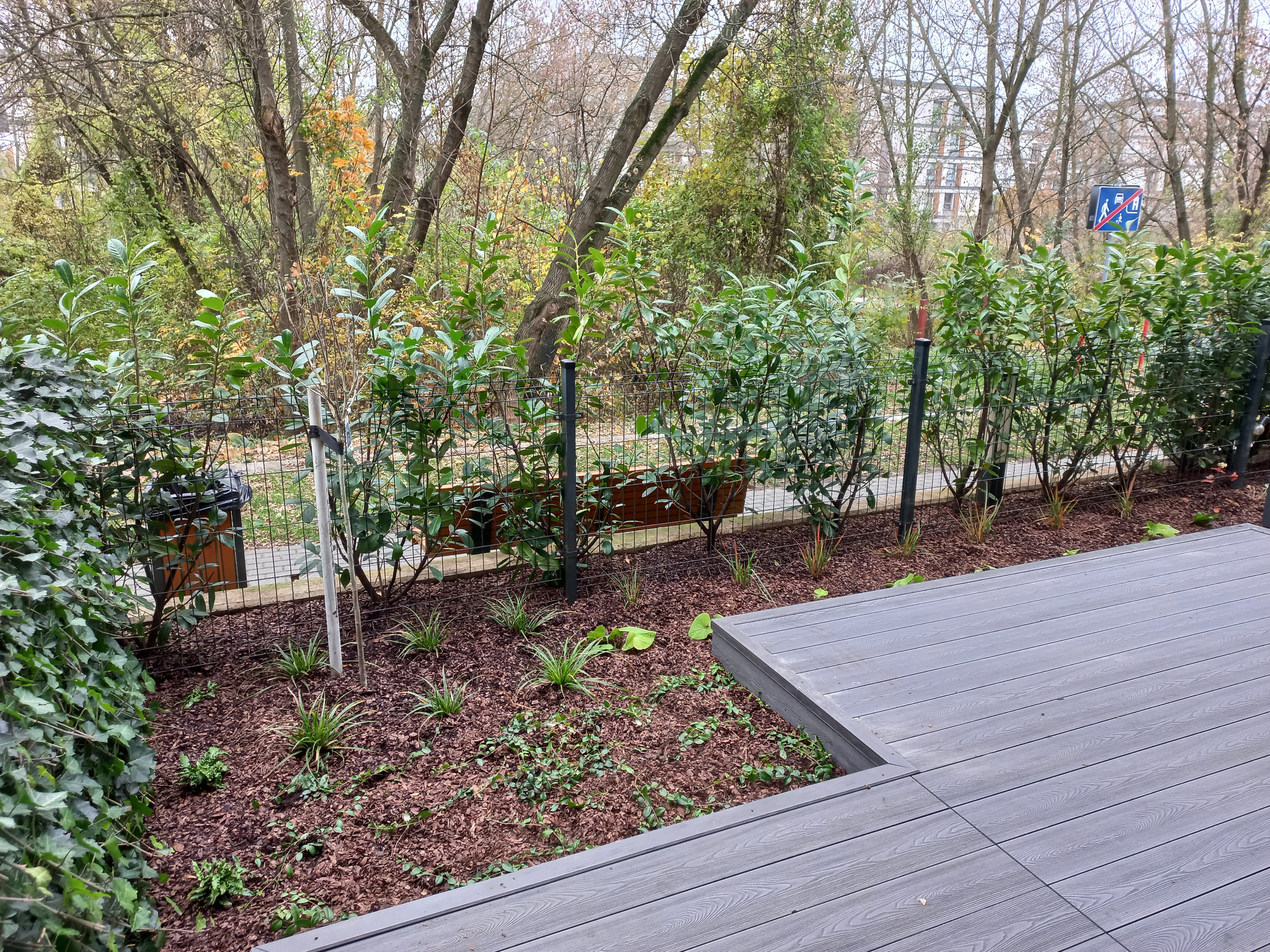 Rośliny zimozielone w małym ogrodzie.