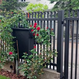Sąsiad z Wawra - Metalowe ogrodzenie pomalowane na czarno, porośnięte różami z czerwonymi kwiatami, z widoczną skrzynką na listy w ogrodzie.