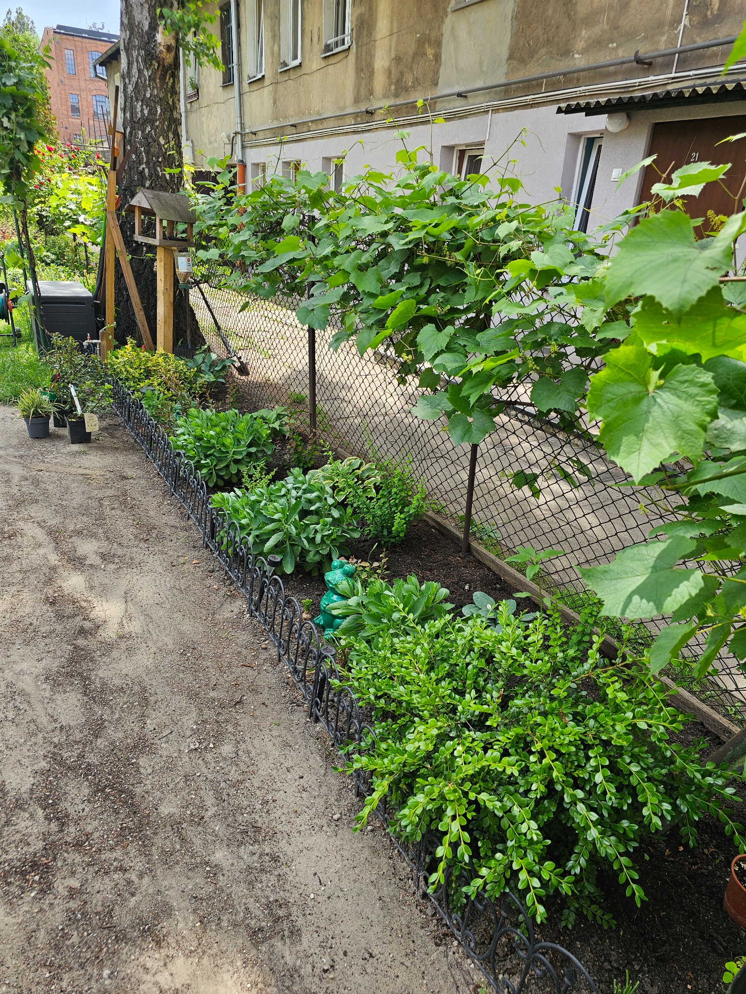 Ogródek przydomowy z niskim żywopłotem, rozchodnikiem i winoroślą pnącą się po siatce ogrodzeniowej, widoczny fragment elewacji budynku mieszkalnego.