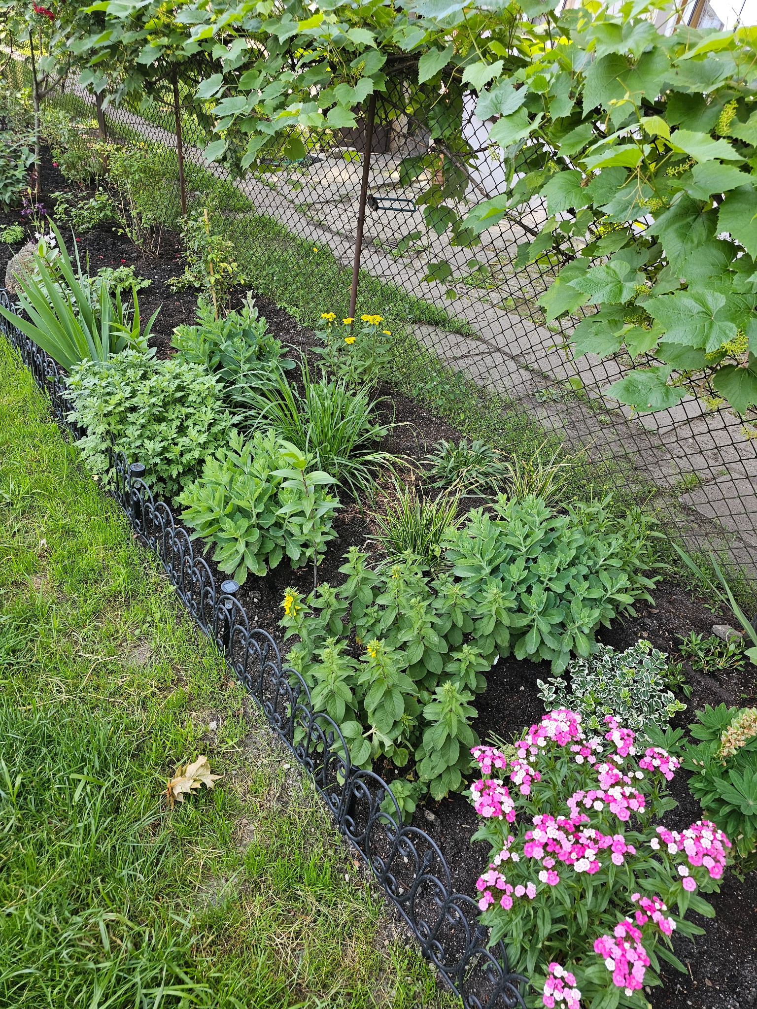Rabata kwiatowa z różowymi goździkami i rozchodnikami, oddzielona niskim, ozdobnym płotkiem od trawnika, z winoroślą pnącą się po siatce ogrodzeniowej w tle.
