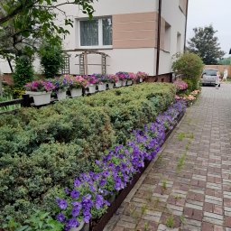 ROM-BRUK Usługi Brukarskie i Budowlane Gwóźdź Roman - Kaskadowe nasadzenia kwiatów w donicach i rabatach wzdłuż budynku, z kostką brukową na pierwszym planie i samochodem w tle.