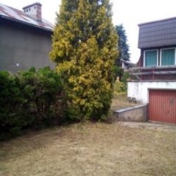 ROM-BRUK Usługi Brukarskie i Budowlane Gwóźdź Roman - Duża, żółknąca tuja rosnąca na zaniedbanym trawniku, widok z poziomu gruntu, z budynkami w tle.