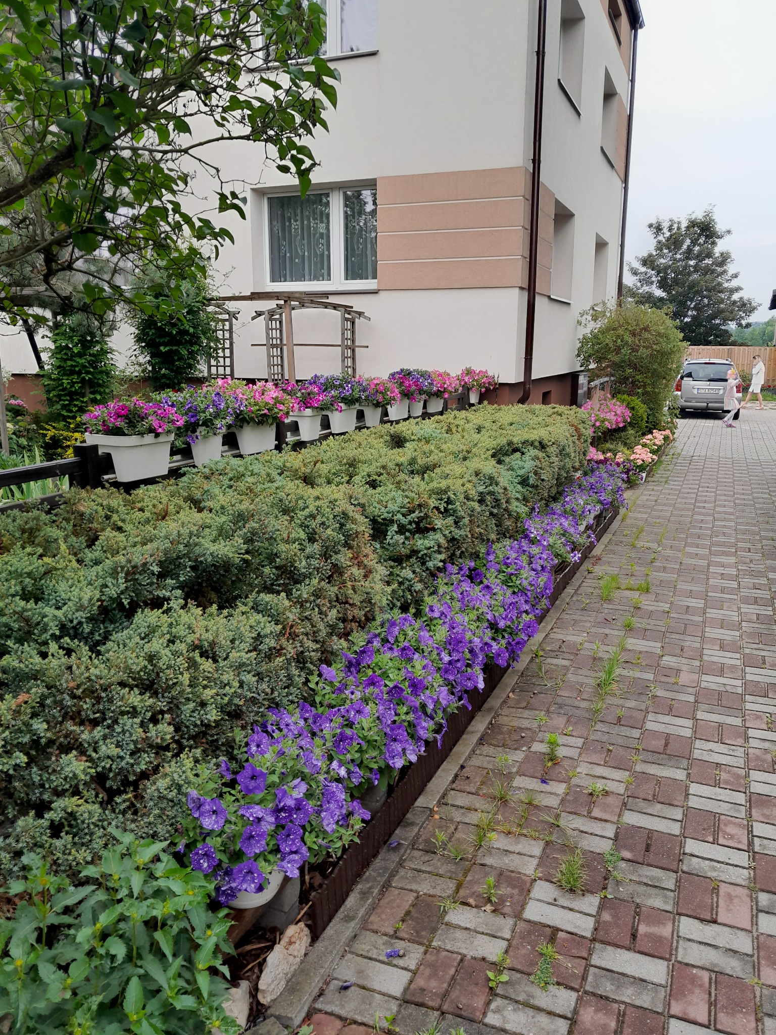 Kaskadowe nasadzenia kwiatów w donicach i rabatach wzdłuż budynku, z kostką brukową na pierwszym planie i samochodem w tle.