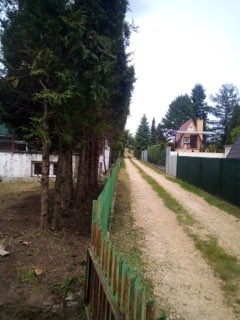 Polna droga gruntowa prowadząca wzdłuż zielonego, drewnianego płotu i szpaleru wysokich drzew iglastych w kierunku zabudowań mieszkalnych w oddali.