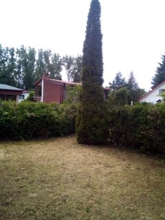 Po koszeniu trawy: Widok na trawnik z niską trawą, żywopłot z przyciętymi krzewami i wysoki, smukły cyprys w ogrodzie, budynek w tle.