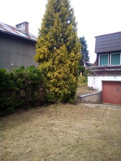 Duża, żółknąca tuja rosnąca na zaniedbanym trawniku, widok z poziomu gruntu, z budynkami w tle.