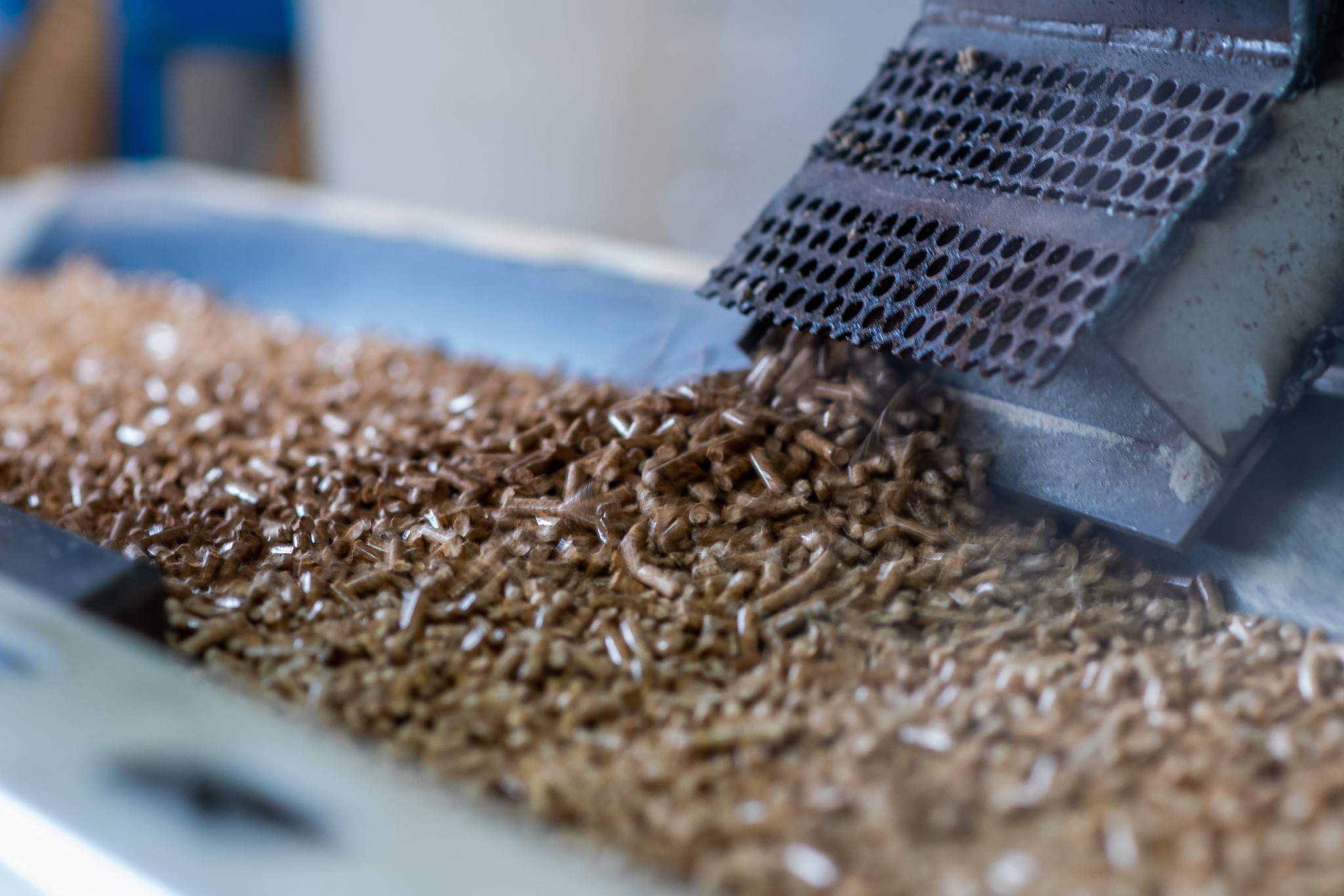 Automatyczny podajnik transportuje świeżo wyprodukowany pellet drzewny do dalszej obróbki.