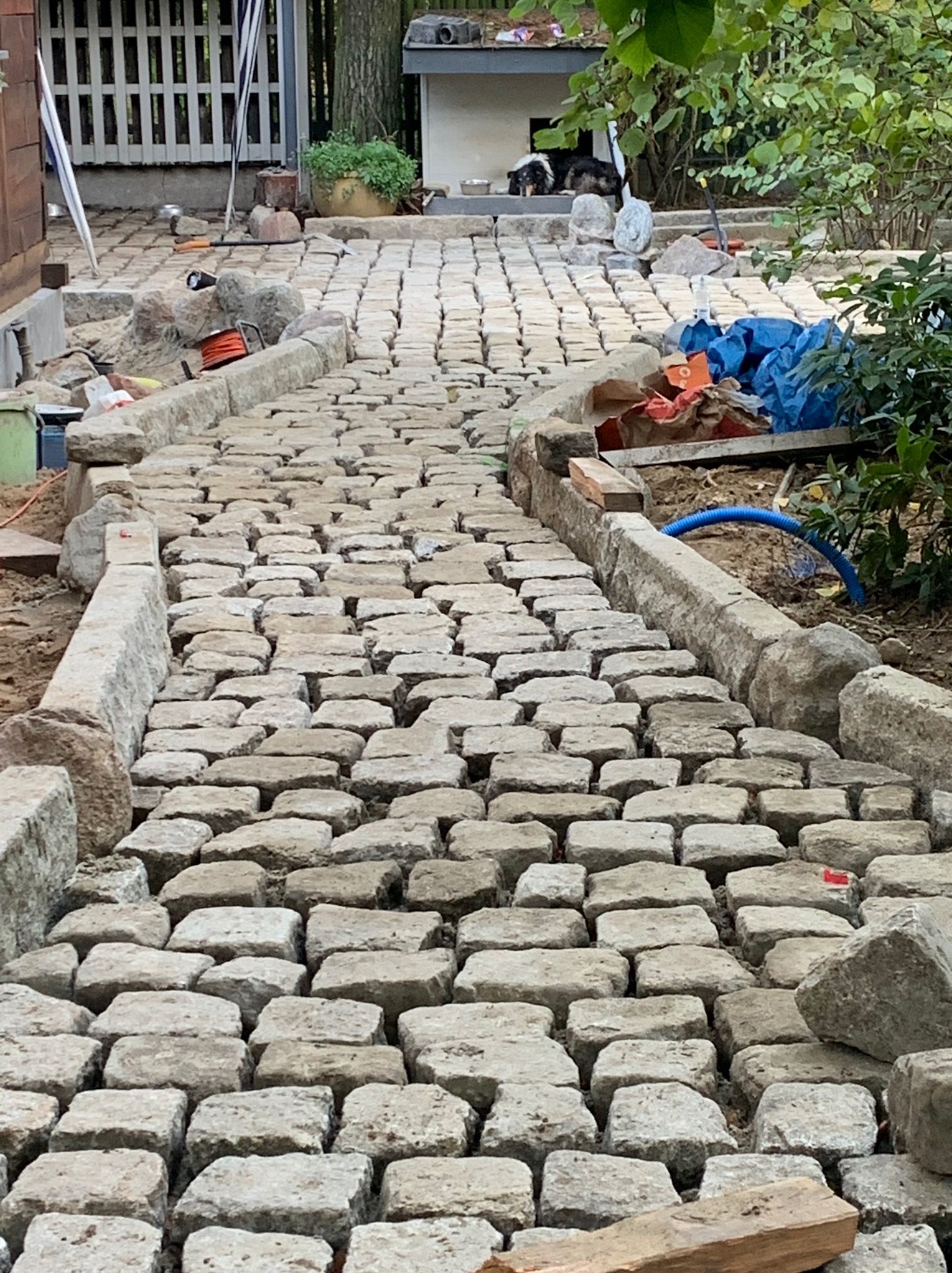 Układanie ścieżki z kostki granitowej w ogrodzie, widoczne obrzeża z kamienia, w tle roślinność i pies leżący na budzie.