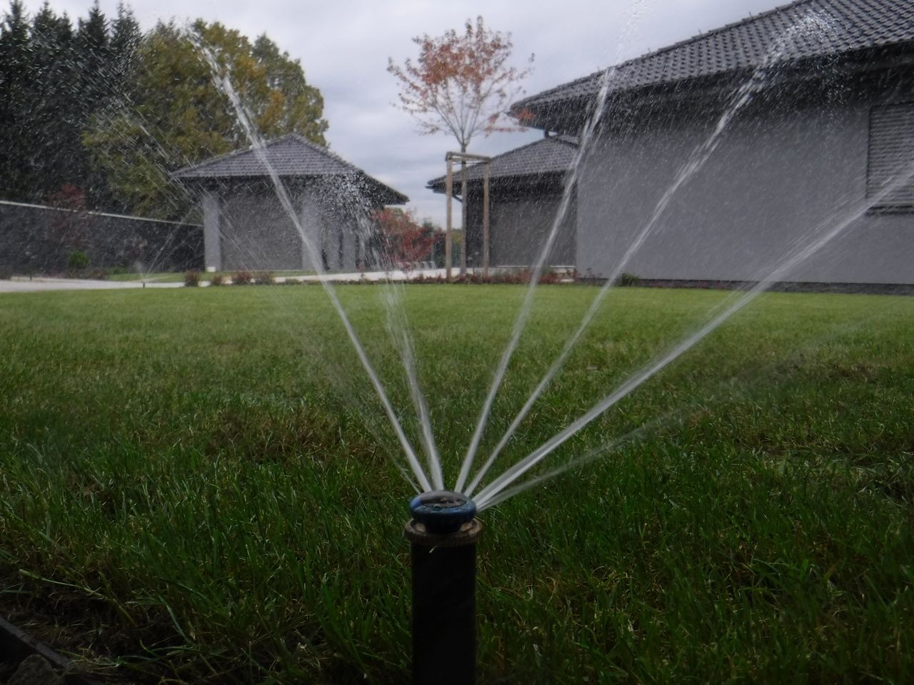 Automatyczny system nawadniania trawnika w akcji, zraszacz rozpyla wodę na tle zadbanego ogrodu z budynkami w stylu japońskim w pochmurny dzień.