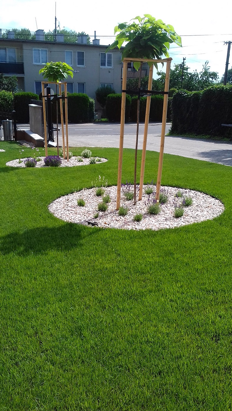 Dwa młode drzewa podparte drewnianymi stelażami, otoczone owalnymi rabatami z białego grysu i nasadzeniami lawendy, na tle zadbanego trawnika i budynku mieszkalnego.