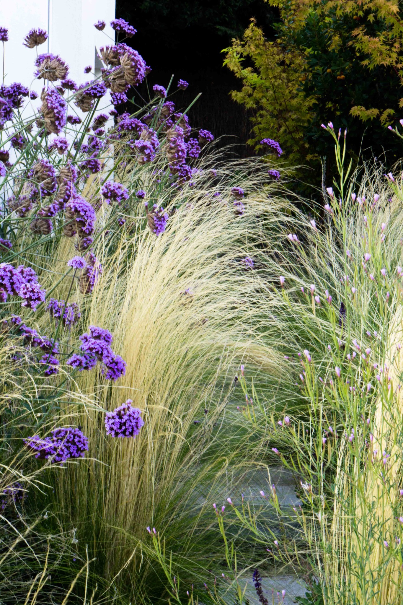 Kompozycja z fioletowych kwiatów werbeny patagońskiej i ozdobnych traw w ogrodzie, z widocznym fragmentem ścieżki i drzewem w tle.