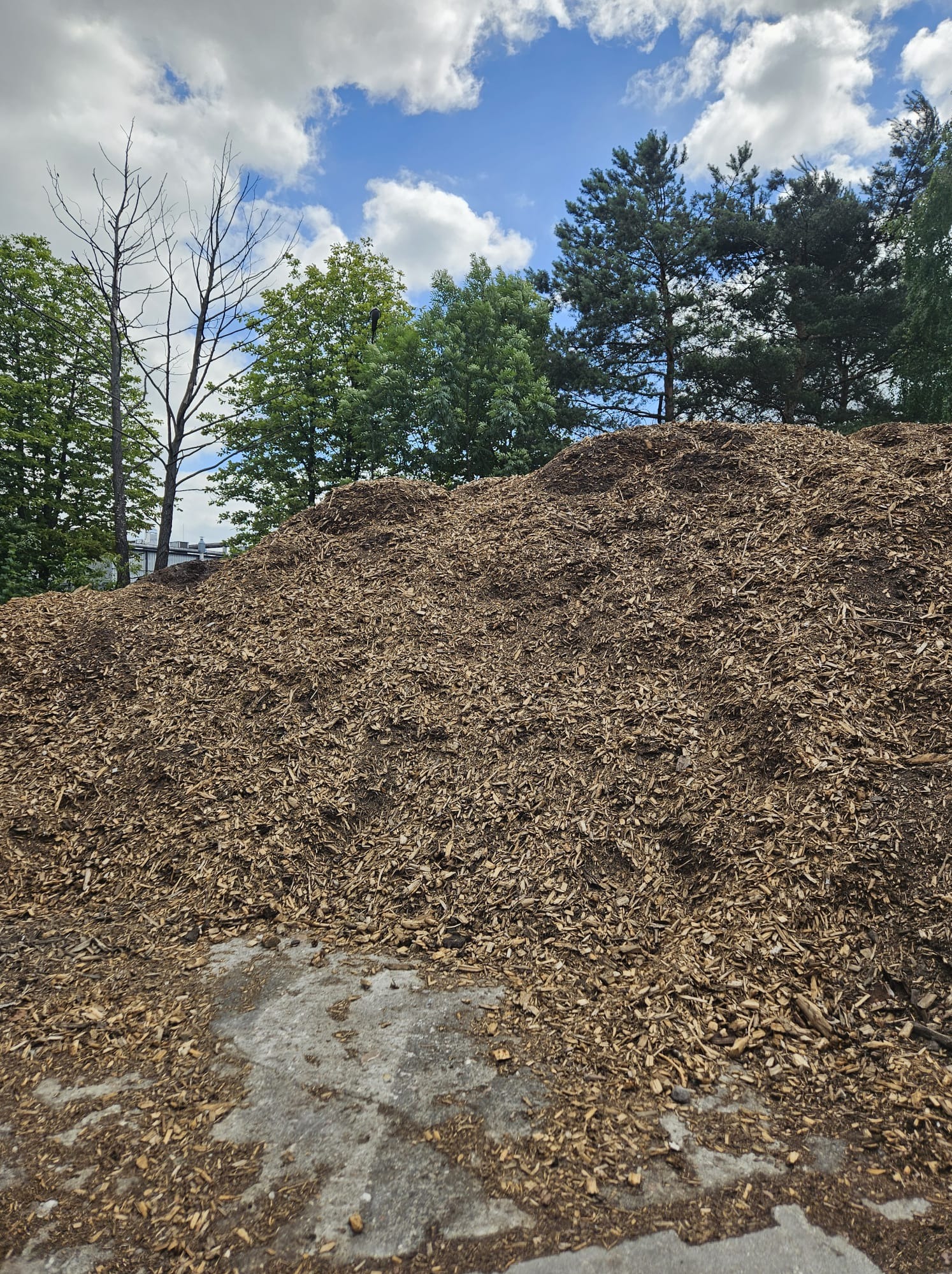 Duża pryzma brązowych zrębków drzewnych na betonowym podłożu, z widocznymi drzewami i błękitnym niebem z chmurami w tle.