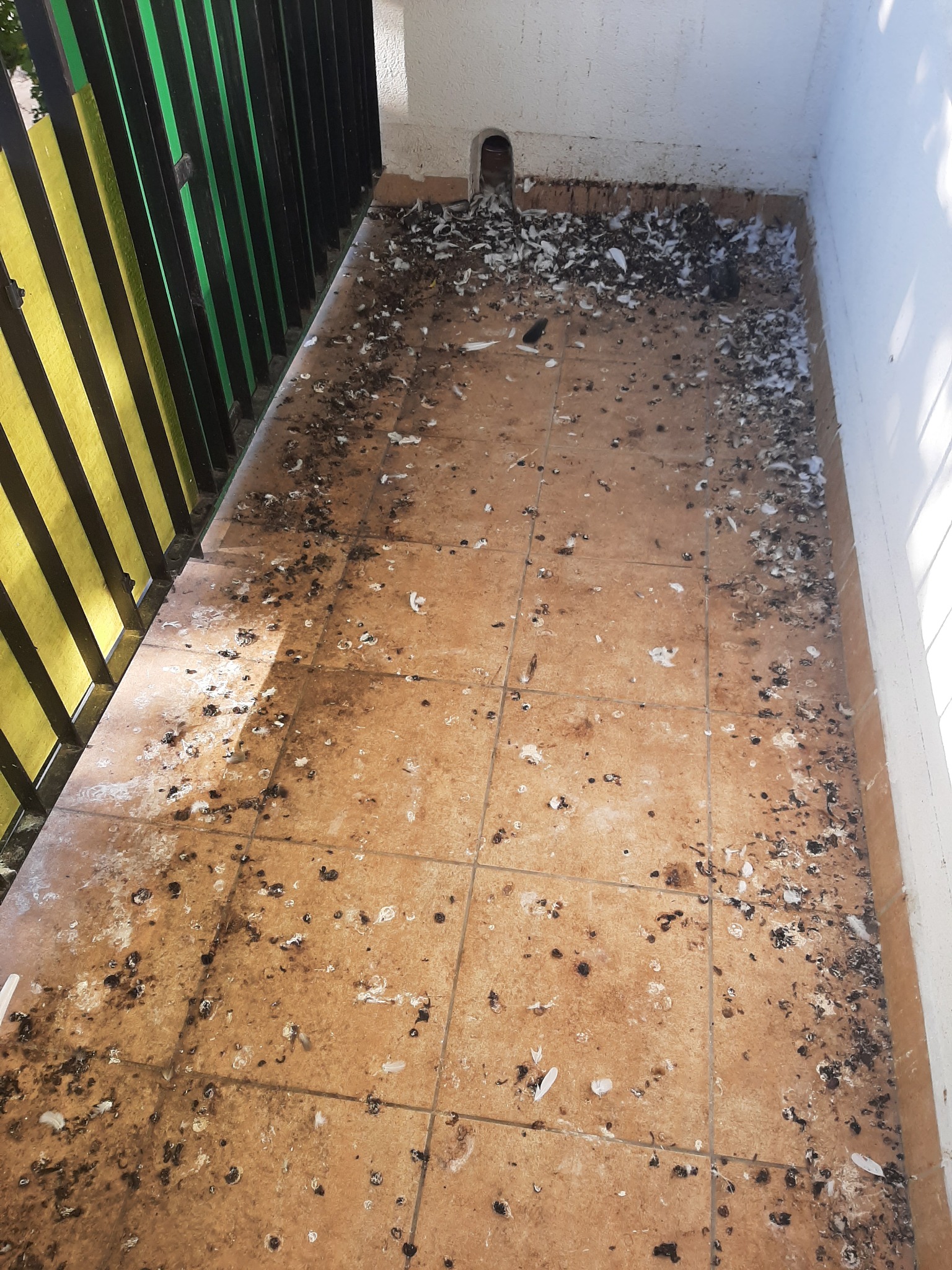 Zanieczyszczony ptasimi odchodami i piórami balkon z brązowymi płytkami i zielono-żółtą barierką, widok z góry.