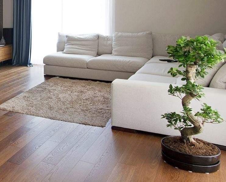 Jasny salon z drewnianą podłogą, beżowym dywanem i narożną, białą sofą. Na pierwszym planie bonsai w czarnej doniczce.