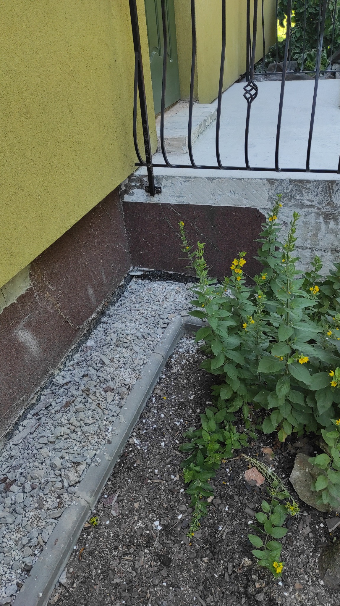 Szczelina między żółtą ścianą budynku a betonowym chodnikiem wypełniona szarym żwirem, obok rosną żółte kwiaty.