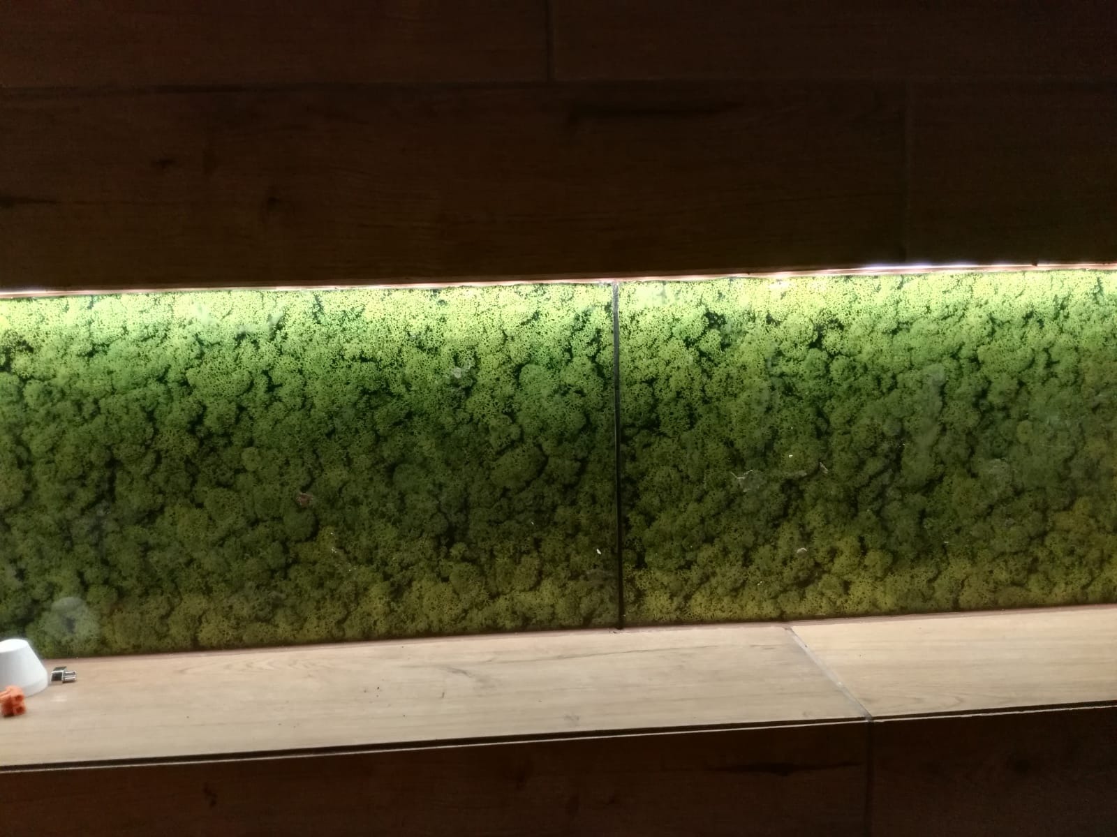 Panel z mchu chrobotka reniferowego podświetlony od góry, zamontowany na drewnianej ścianie, widoczne łączenia paneli.