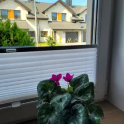 Białe, poziome osłony okienne z widocznym mechanizmem sterującym, zaciągnięte do połowy okna, z kwiatem cyklamenu w doniczce na parapecie i widokiem na osiedle domów jednorodzinnych w tle.