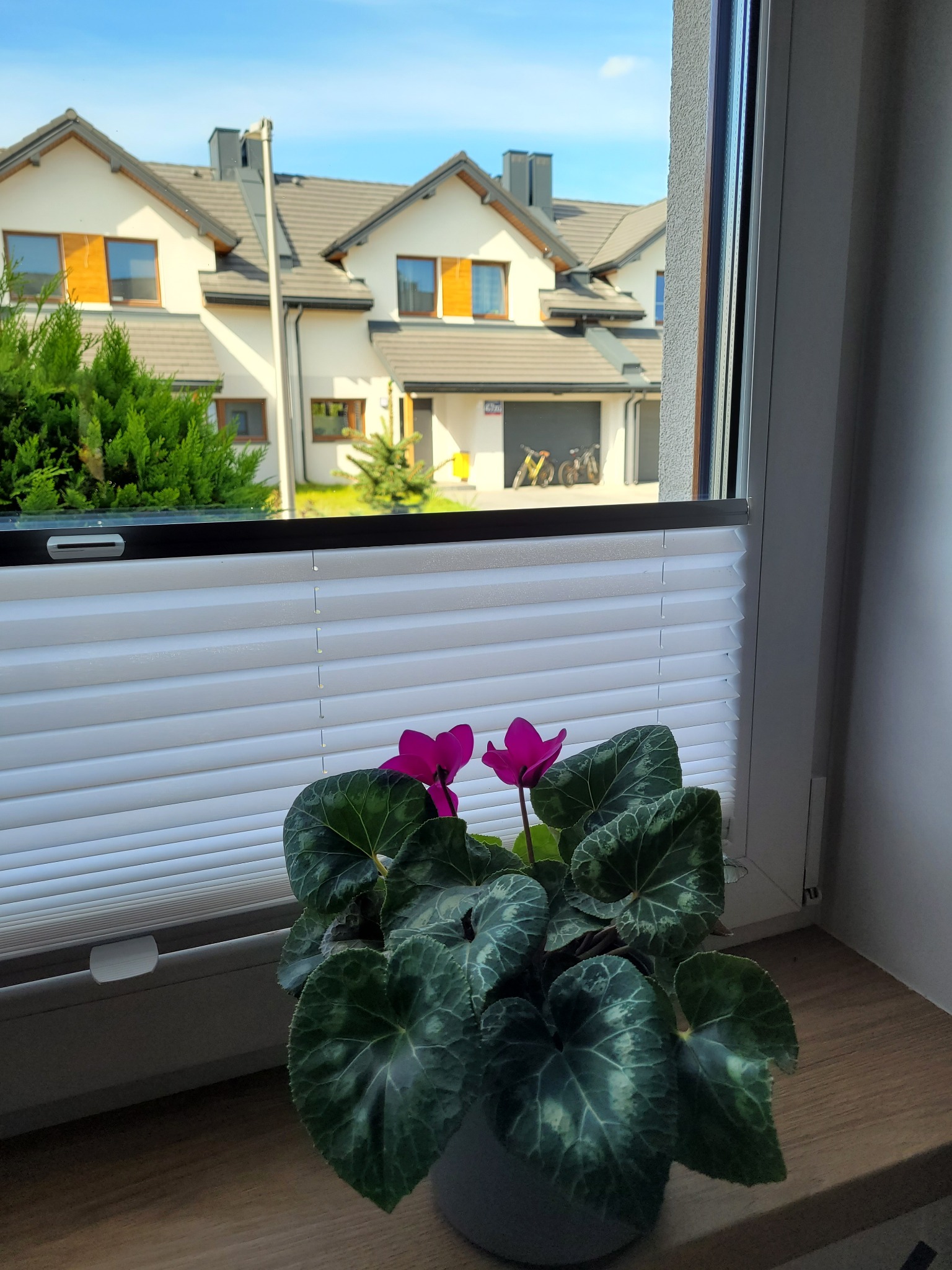 Białe, poziome osłony okienne z widocznym mechanizmem sterującym, zaciągnięte do połowy okna, z kwiatem cyklamenu w doniczce na parapecie i widokiem na osiedle domów jednorodzinnych w tle.