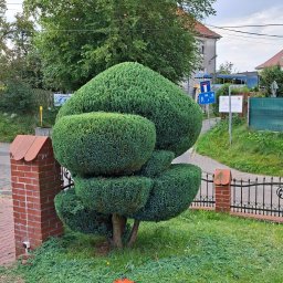 Przycinanie drzew Świnoujście 4