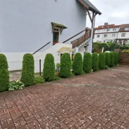 Równy szpaler zielonych, formowanych żywotników wzdłuż ceglanej ścieżki przy białym budynku. Estetyczne zagospodarowanie przestrzeni.