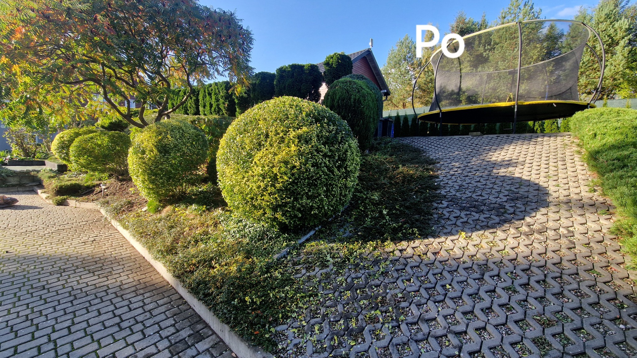 Kształtne krzewy kuliste po przycięciu, z widocznymi śladami cięcia na kostce brukowej, trampolina w tle.