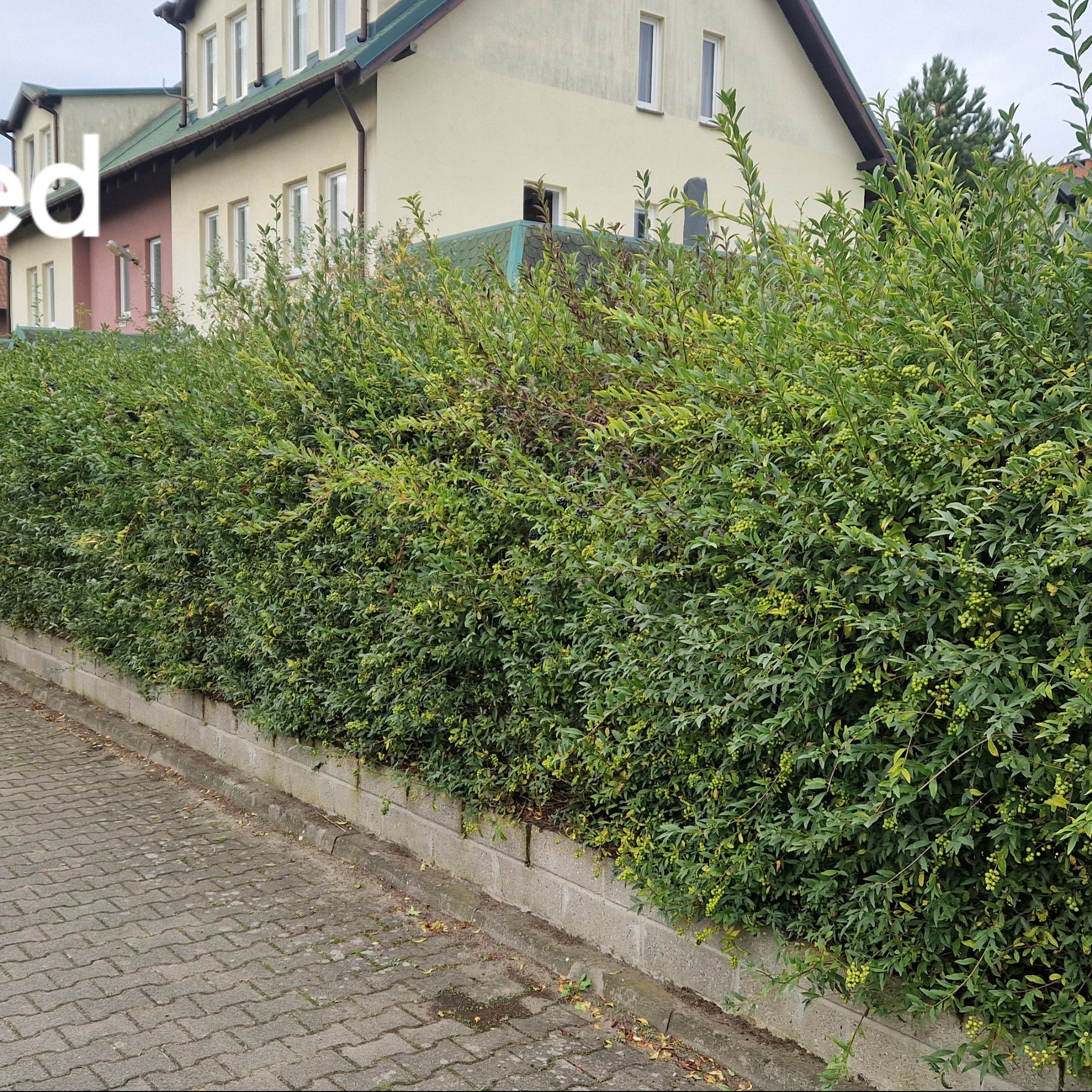 Równy żywopłot z zielonych krzewów z owocami, oddzielający chodnik z kostki brukowej od posesji z domami w tle.
