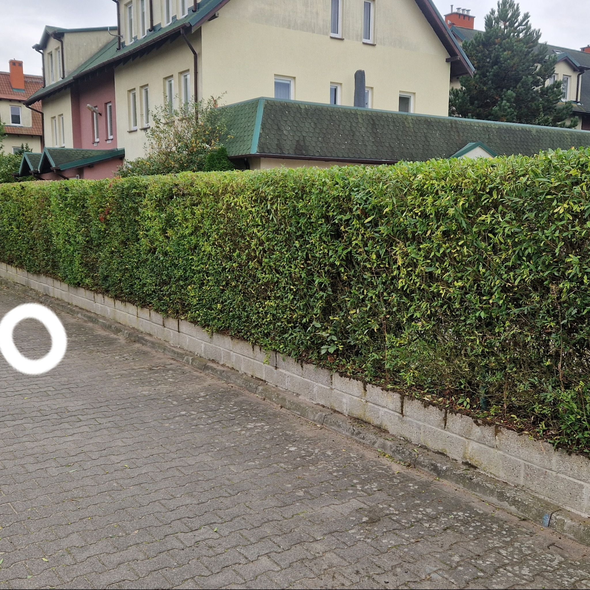 Równy, zielony żywopłot z drobnymi liśćmi, oddzielający posesję od chodnika z kostki brukowej, na tle domów z zielonymi dachami.