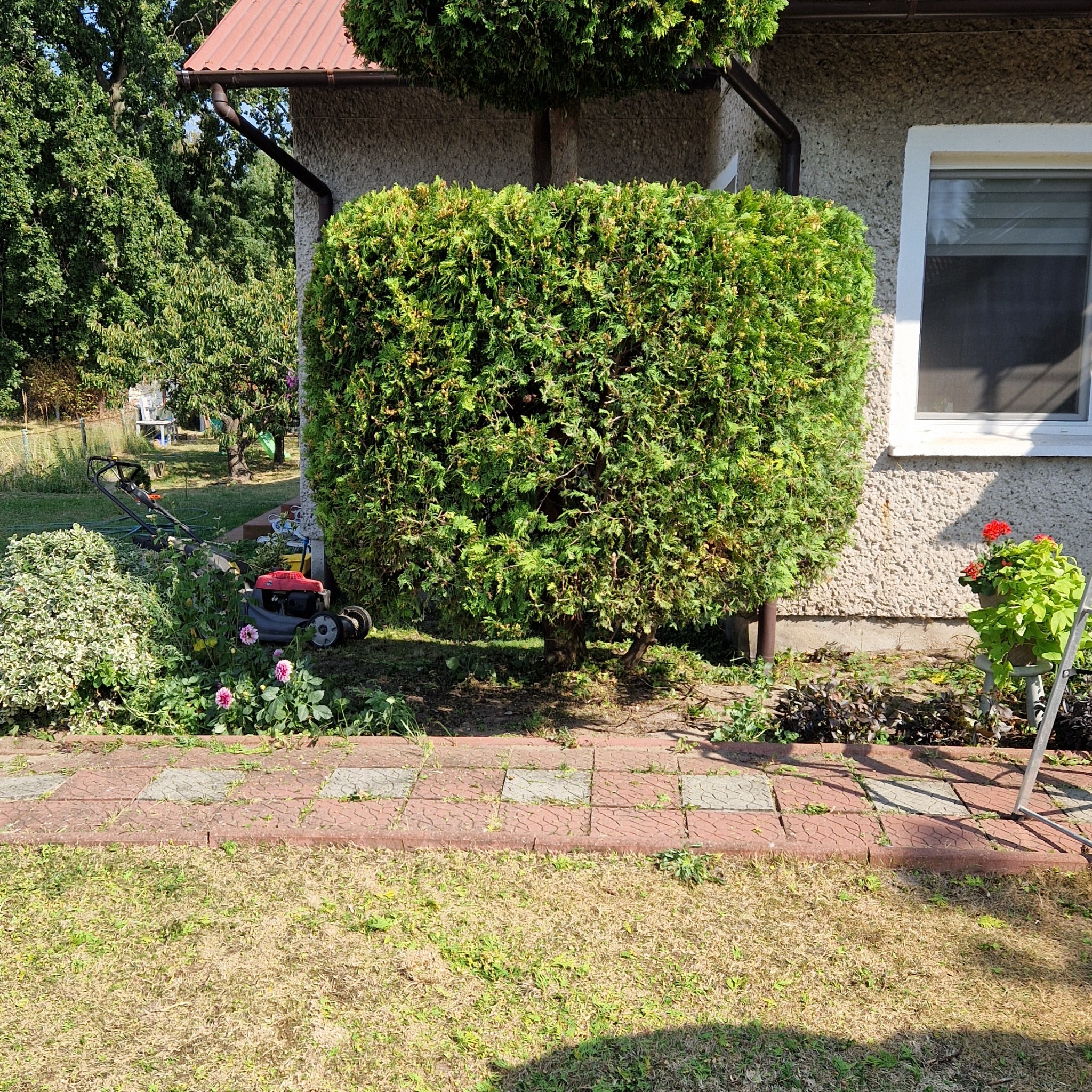 Krzew iglasty przycięty w kształt sześcianu, stojący obok ściany domu z oknem, w tle kosiarka i inne rośliny w ogrodzie.