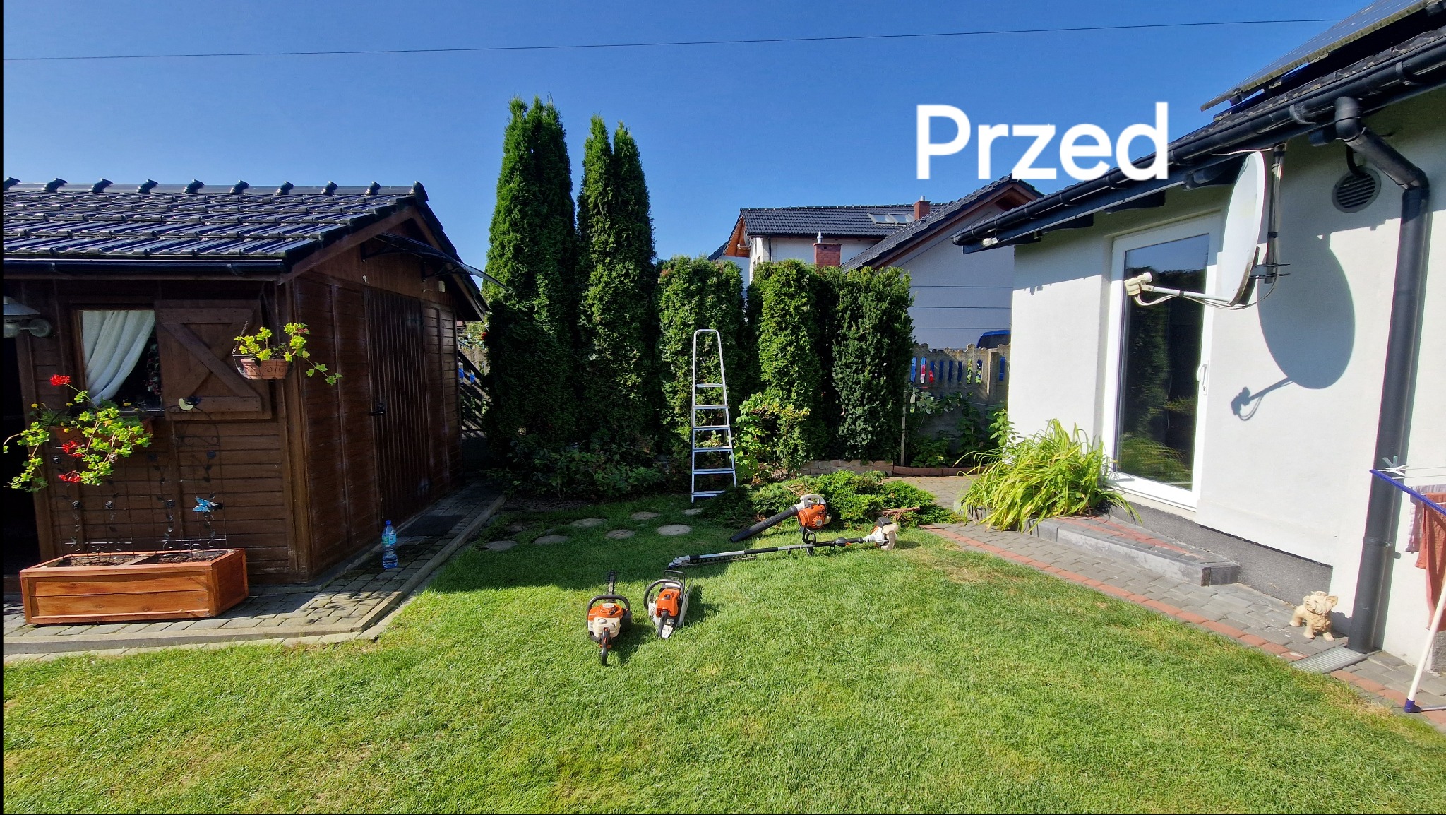 Dwa spalinowe pilarki, dmuchawa do liści i drabina na trawniku przed wysokimi tujami w ogrodzie, przygotowanie do formowania żywopłotu.