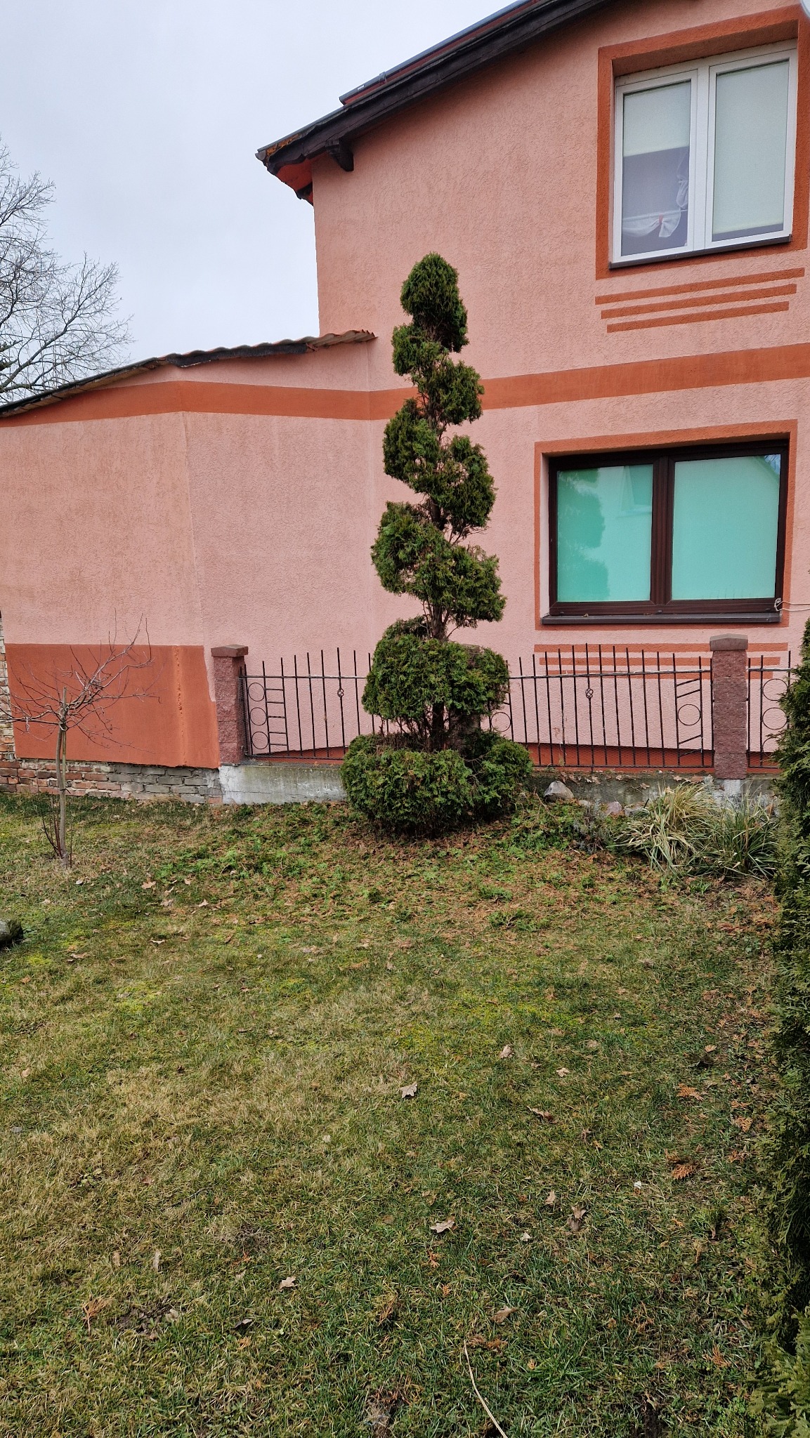 Formowana spiralnie tuja przed różowym domem z brązowymi akcentami, otoczona niskim, kutym ogrodzeniem i trawnikiem pokrytym opadłymi liśćmi.