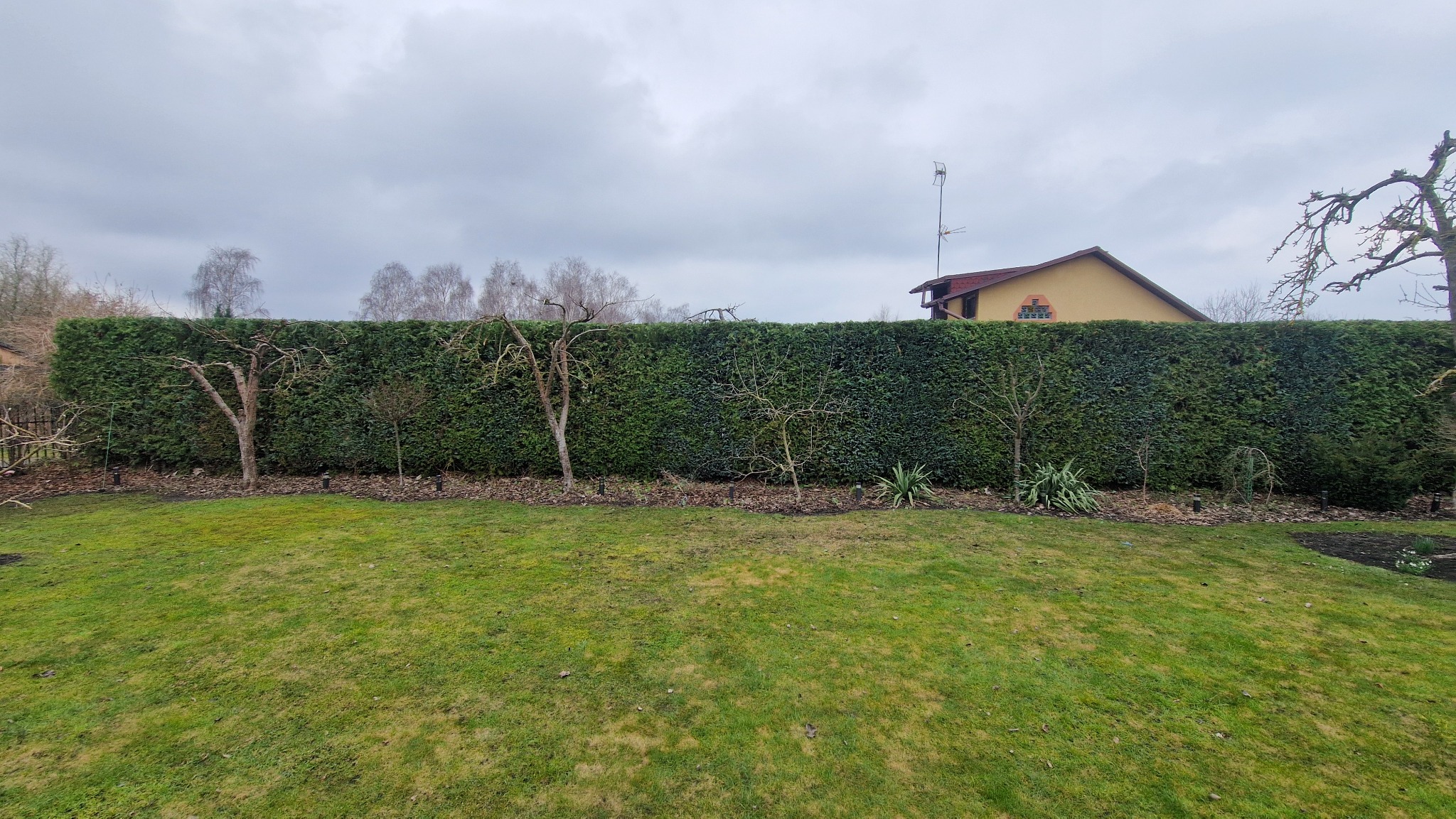 Widok na równo przystrzyżony, wysoki żywopłot z ciemnozielonych iglaków, za którym widać fragment domu z anteną oraz kilka drzew bez liści. Na pierwszym planie trawnik z widocznymi śladami po...