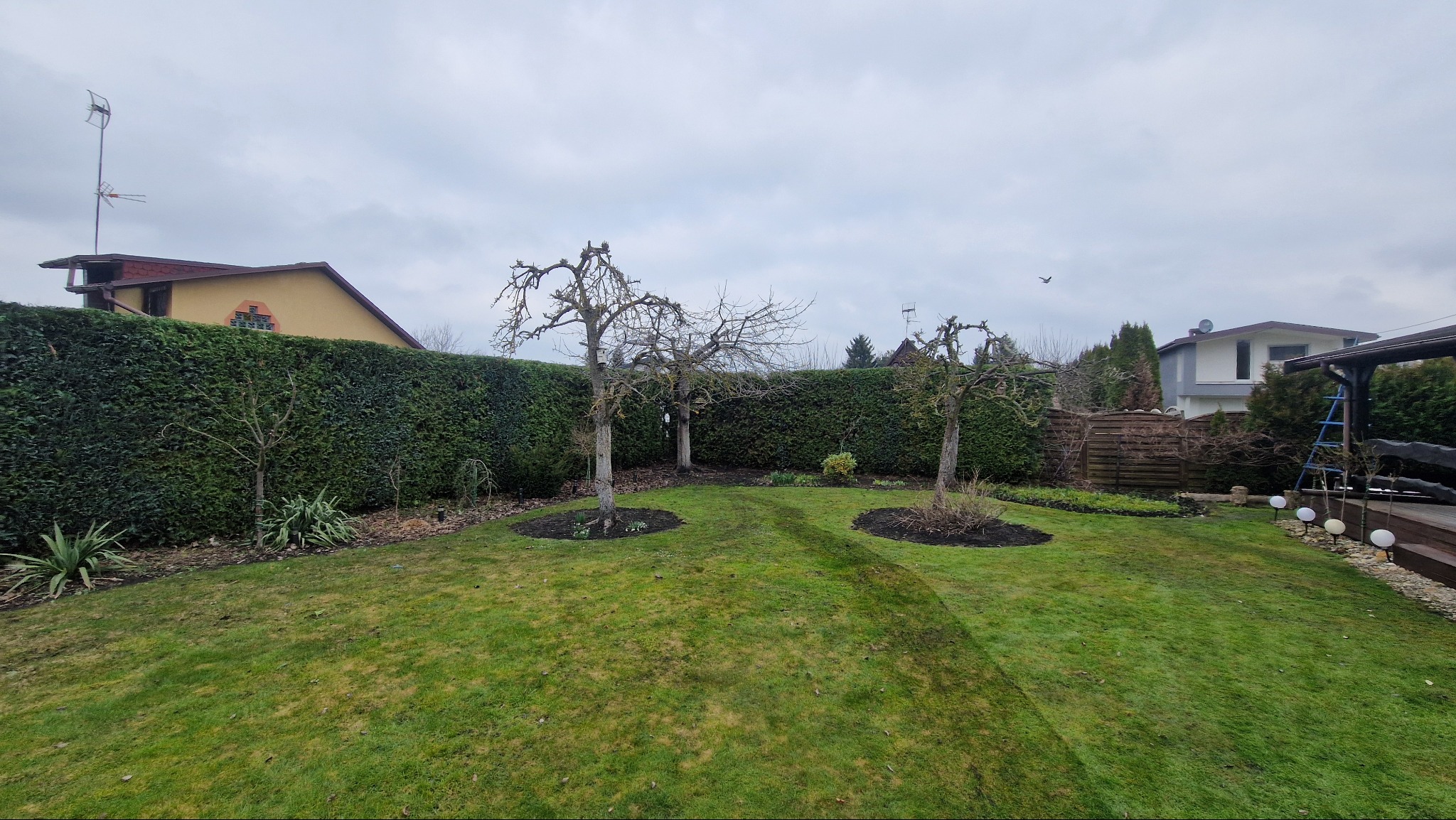 Ogród z trzema drzewami po formowaniu korony, trawnikiem i wysokim żywopłotem na tle zabudowań mieszkalnych, widok za dnia przy pochmurnej pogodzie.