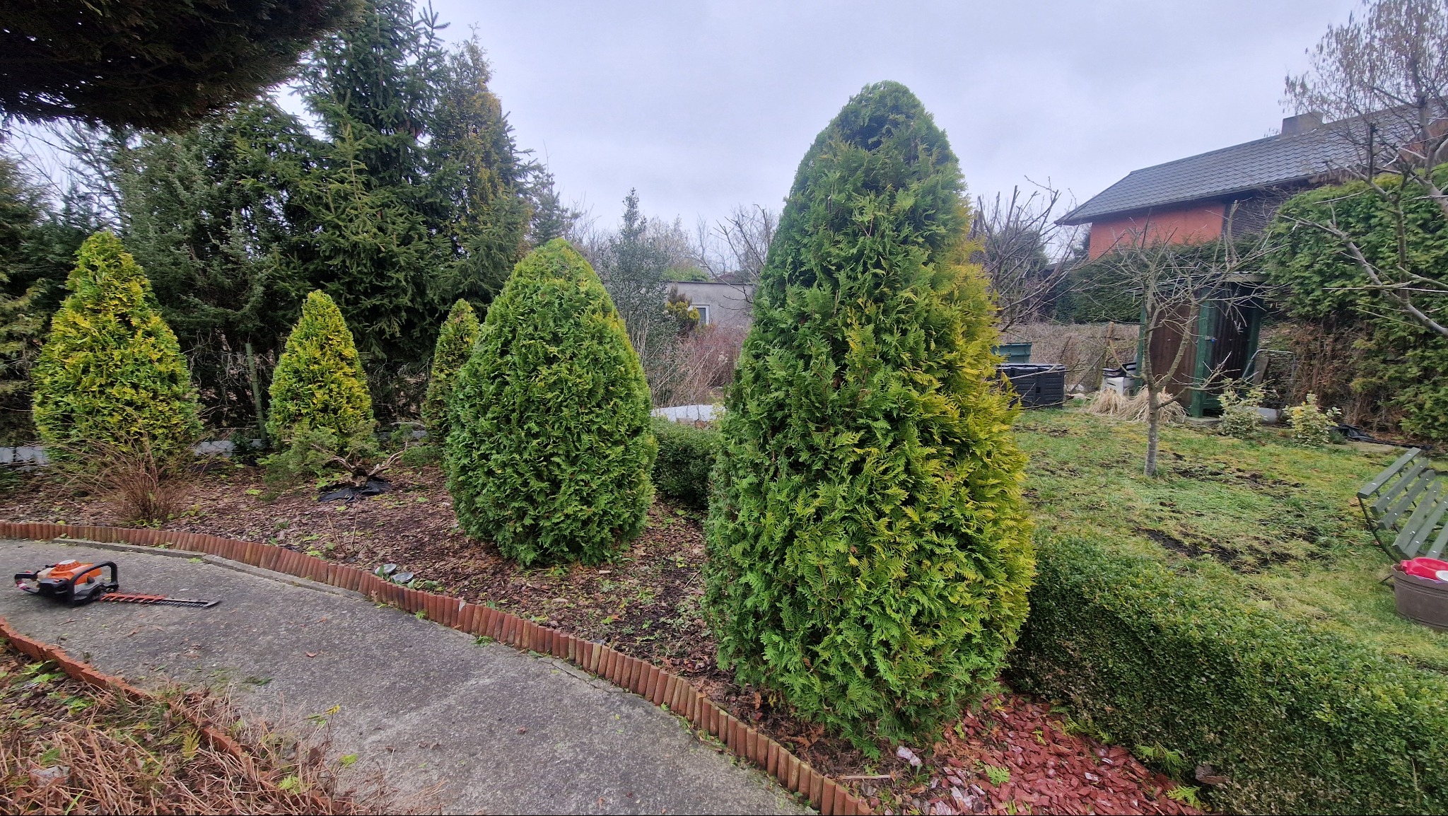Formowane tuje w ogrodzie z obrzeżem z palików, na chodniku leżą nożyce do żywopłotu, w tle budynek mieszkalny.